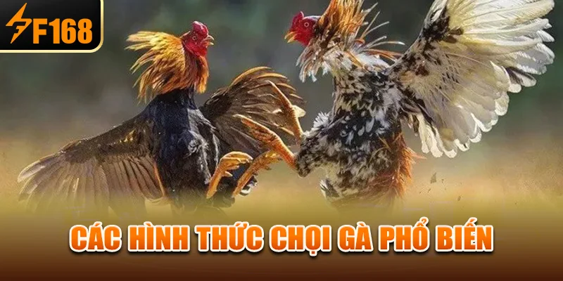 Các hình thức chọi gà phổ biến